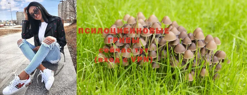 что такое   площадка формула  Галлюциногенные грибы Psilocybe  Северодвинск 